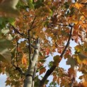 Acer Rubrum 'Brandywine' - 3