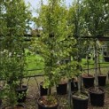 Ginkgo biloba fastigiata 'Blagon' - 1
