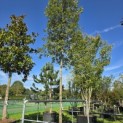 Quercus ilex - Foto 1