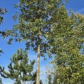 Quercus ilex - Foto 2