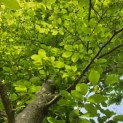 Fagus sylvatica - Foto 4