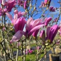 Magnolia 'Susan' - 3