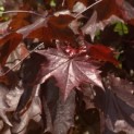 Acer platanoides 'Royal Red' - Foto 1