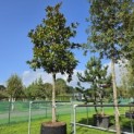 Magnolia grandiflora 'Galissonnière' - Foto 1