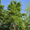 Fagus sylvatica - juni 2026 GROENE BEUK