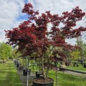Acer palmatum 'Bloodgood' - Foto 2