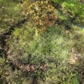 Fagus sylvatica 'Atropunicea' - 3