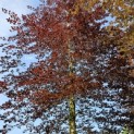 Fagus sylvatica 'Atropunicea' - 4