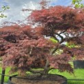 Acer palmatum 'Inaba Shidare' - Foto 3