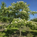 Cornus controversa - 3
