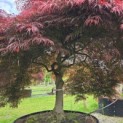 Acer palmatum 'Garnet' - 1