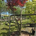 Acer palmatum 'Bloodgood' - 6