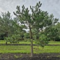 Pinus nigra 'Nigra' - 1