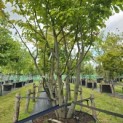 Parrotia persica - 2
