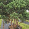 Pinus sylvestris 'Watereri' - 6