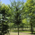 Taxus baccata - 3