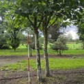 Platanus x Hispanica - Foto 1