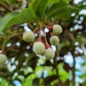 Styrax japonicus - Afbeelding 5