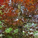 Fagus sylvatica 'Atropunicea' - Afbeelding 4