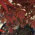 Acer palmatum 'Fireglow' - 1