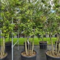 Quercus ilex - Foto 1