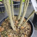 Quercus ilex - Foto 2