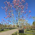 Magnolia 'Galaxy' - 1
