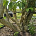 Heptacodium miconioides - Foto 7