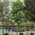 Quercus ilex - Foto 2
