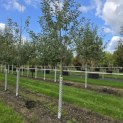 Malus domestica 'Jonagold' - Foto 2