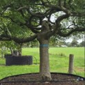 Acer palmatum 'Dissectum' - Foto 4