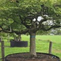 Acer palmatum 'Dissectum' - Foto 3