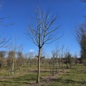 Aesculus pavia 'Atrosanguinea' - 2