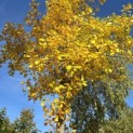 Liriodendron tulipifera - 3