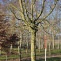 Carpinus Betulus - 2