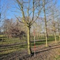 Carpinus Betulus - 3
