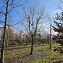 Carpinus Betulus - 1