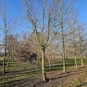 Carpinus Betulus - 4