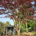 acer palmatum 'Atropurpureum' - Foto 2