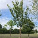 Prunus serrulata 'Kanzan' - 2