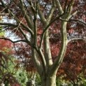 Acer palmatum 'Atrolineare' - 8
