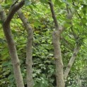 Celtis Occidentalis - 1