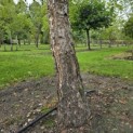 Betula Nigra - 1