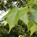 Platanus x hispanica - Foto 1