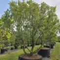 Magnolia 'Susan' - 1