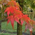 Acer palmatum - Foto 2