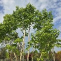 Heptacodium miconioides - Foto 2
