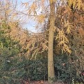 Larix kaempferi - 3