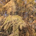 Larix kaempferi - 4