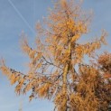 Larix kaempferi - 6